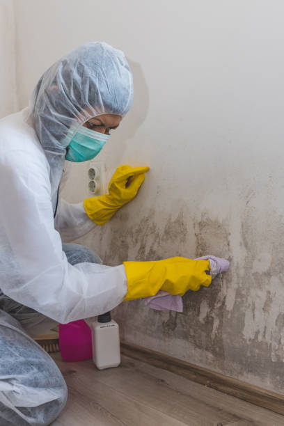 Best Water Damage & Mold Remediation  in Roseland, FL